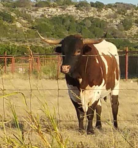 Ozona Chamber